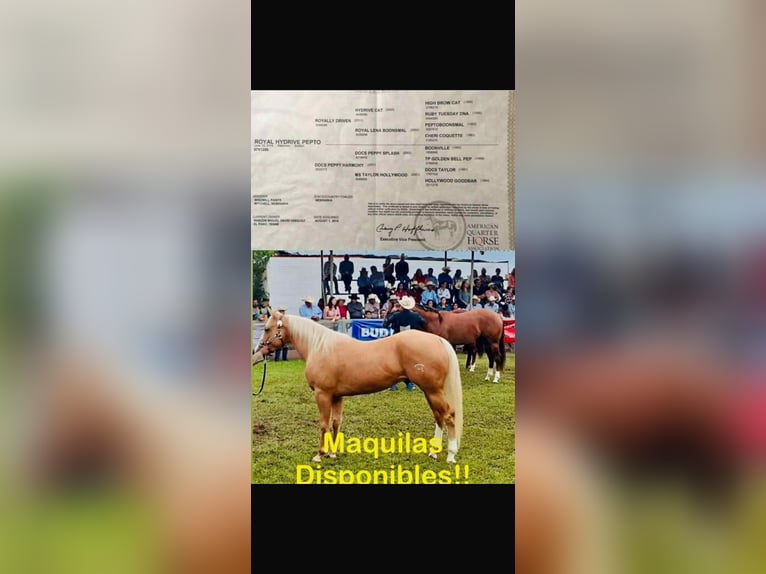 American Quarter Horse Gelding 11 years 14.2 hh Palomino in El Paso TX