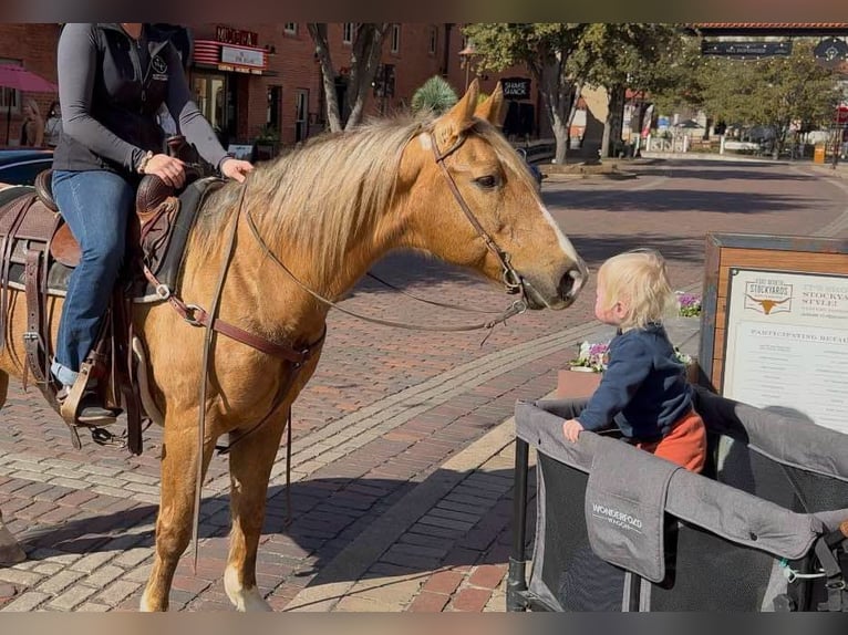 American Quarter Horse Gelding 11 years 14,2 hh Palomino in Weatherford TX