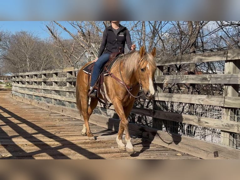 American Quarter Horse Gelding 11 years 14,2 hh Palomino in Weatherford TX