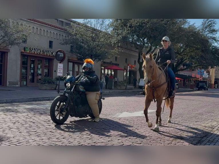 American Quarter Horse Gelding 11 years 14,2 hh Palomino in Weatherford TX