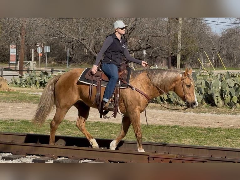 American Quarter Horse Gelding 11 years 14,2 hh Palomino in Weatherford TX