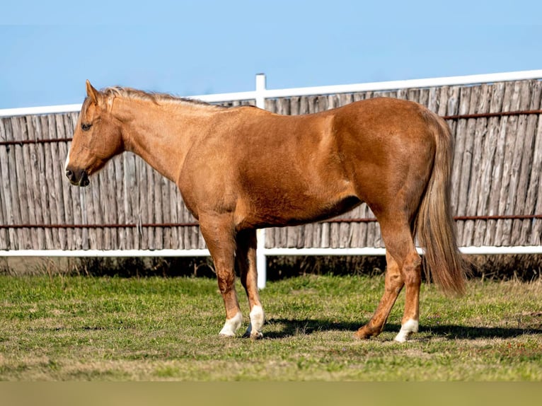 American Quarter Horse Gelding 11 years 14,2 hh Palomino in Weatherford TX