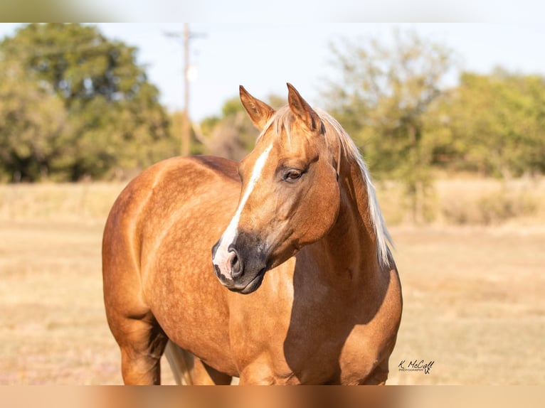 American Quarter Horse Gelding 11 years 14,2 hh Palomino in Ravenna, TX