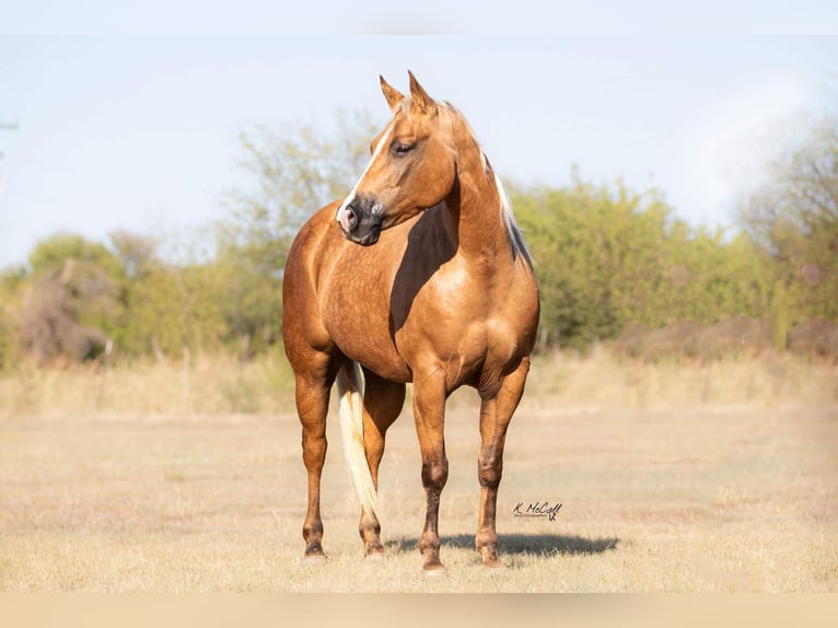 American Quarter Horse Gelding 11 years 14,2 hh Palomino in Ravenna, TX