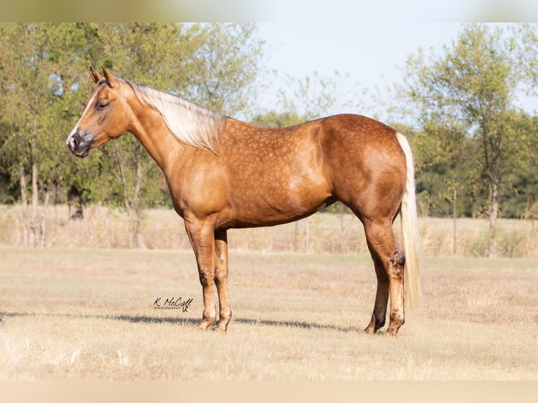 American Quarter Horse Gelding 11 years 14,2 hh Palomino in Ravenna, TX