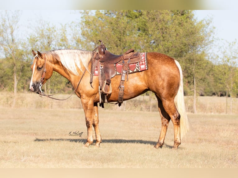 American Quarter Horse Gelding 11 years 14,2 hh Palomino in Ravenna, TX