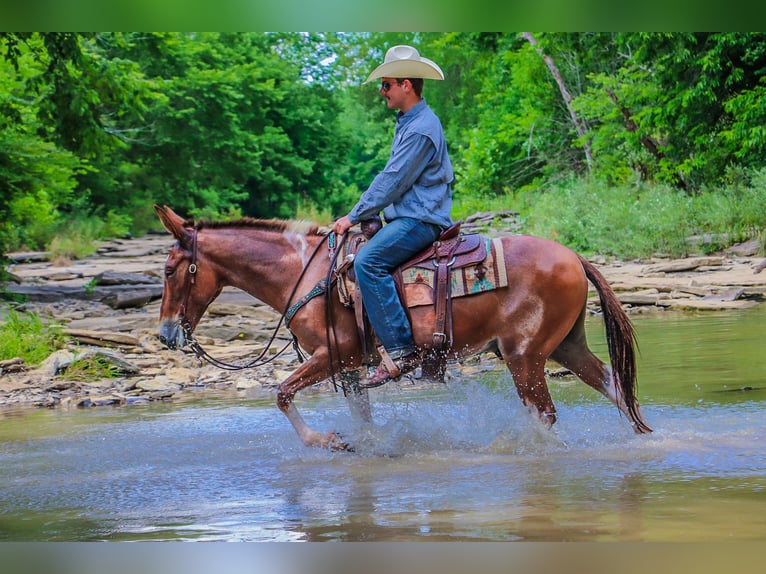 American Quarter Horse Gelding 11 years 14,2 hh Red Dun in Flemingsburg KY