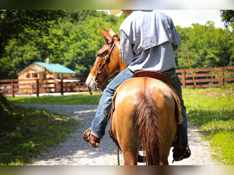 American Quarter Horse Gelding 11 years 14,2 hh Red Dun in Flemingsburg KY