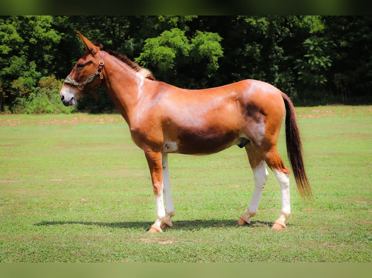 American Quarter Horse Gelding 11 years 14,2 hh Red Dun in Flemingsburg KY