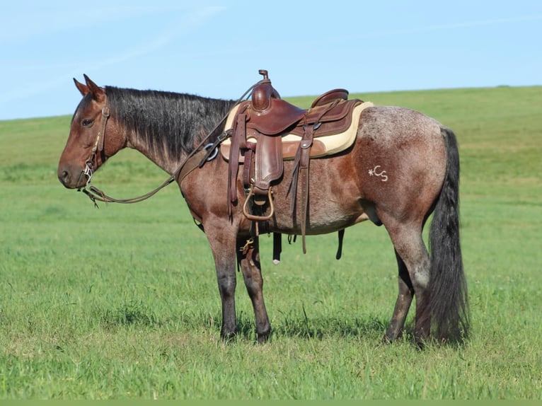 American Quarter Horse Gelding 11 years 14,2 hh Roan-Bay in Clarion, PA