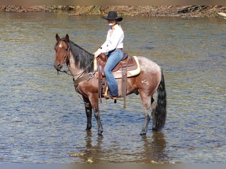 American Quarter Horse Gelding 11 years 14,2 hh Roan-Bay in Clarion, PA