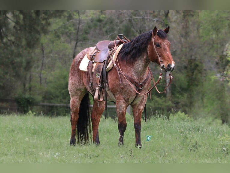 American Quarter Horse Gelding 11 years 14,2 hh Roan-Bay in Lufkin