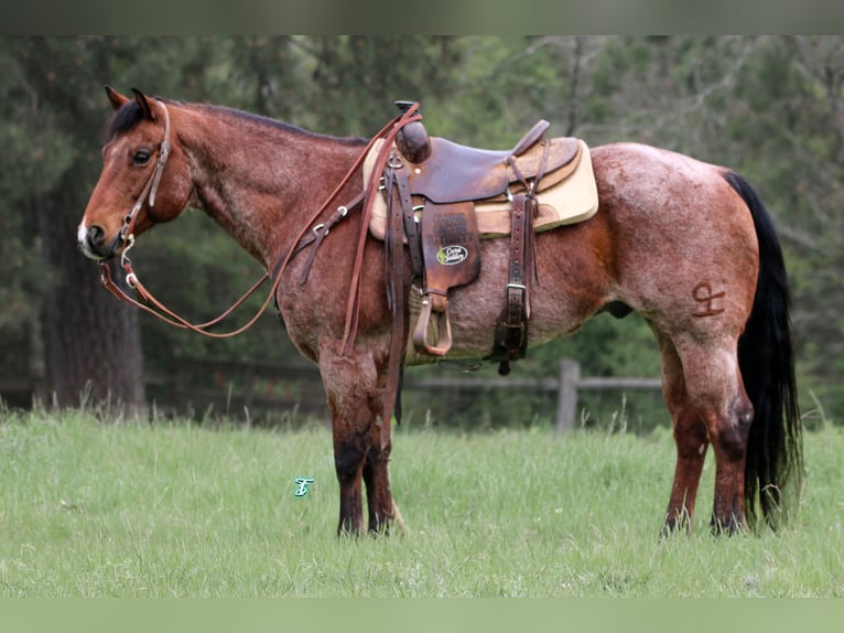 American Quarter Horse Gelding 11 years 14,2 hh Roan-Bay in Lufkin