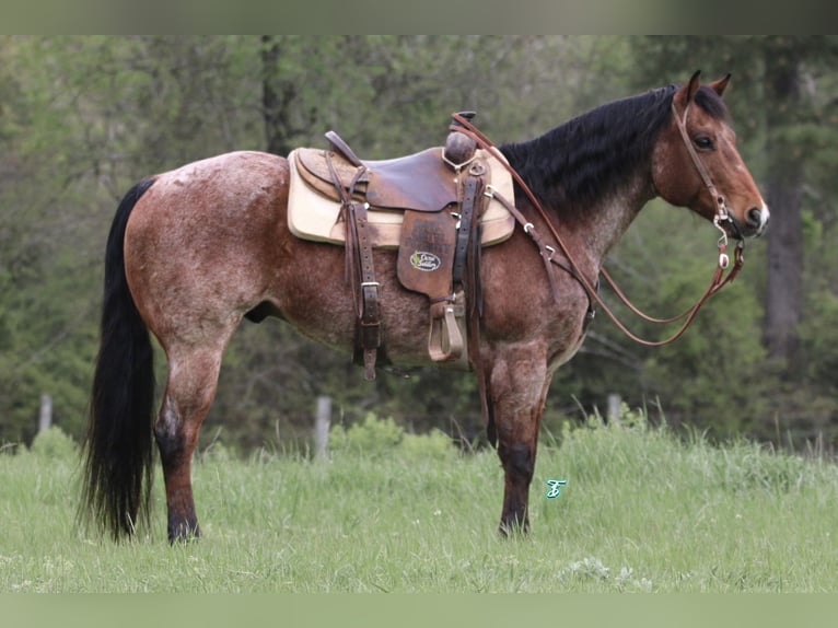 American Quarter Horse Gelding 11 years 14,2 hh Roan-Bay in Lufkin