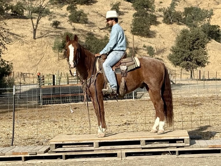 American Quarter Horse Gelding 11 years 14,2 hh Roan-Red in Paicines CA