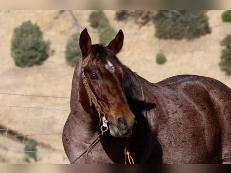 American Quarter Horse Gelding 11 years 14.2 hh Roan-Red in Paicines CA