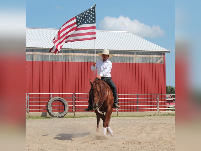 American Quarter Horse Gelding 11 years 14,2 hh Sorrel in Fairbank IA