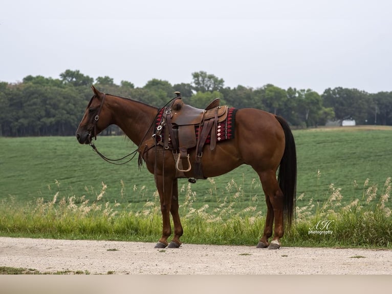 American Quarter Horse Gelding 11 years 14,2 hh Sorrel in Fergus Falls, MN