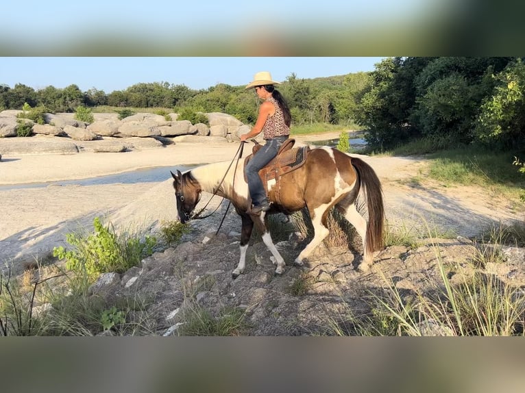 American Quarter Horse Gelding 11 years 14,2 hh Tobiano-all-colors in Lipton TX