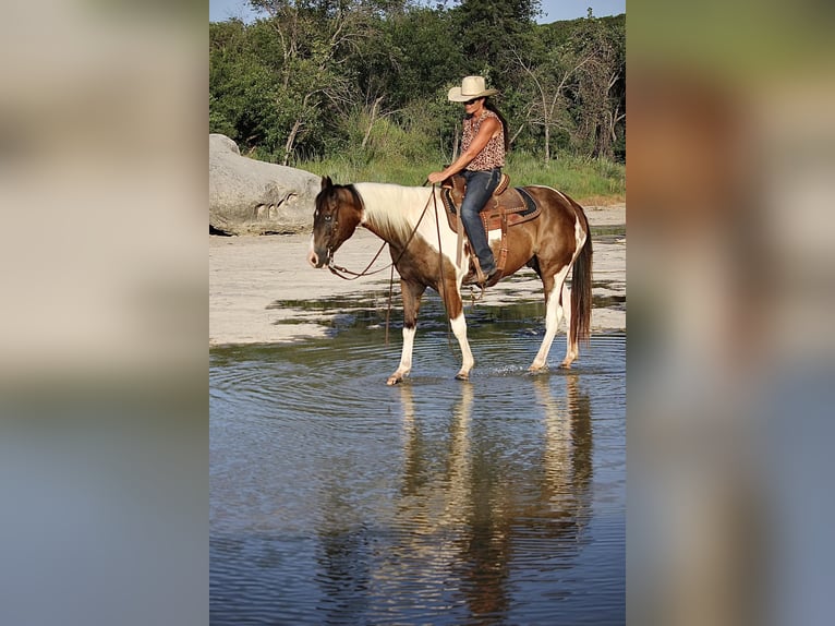 American Quarter Horse Gelding 11 years 14,2 hh Tobiano-all-colors in Lipton TX