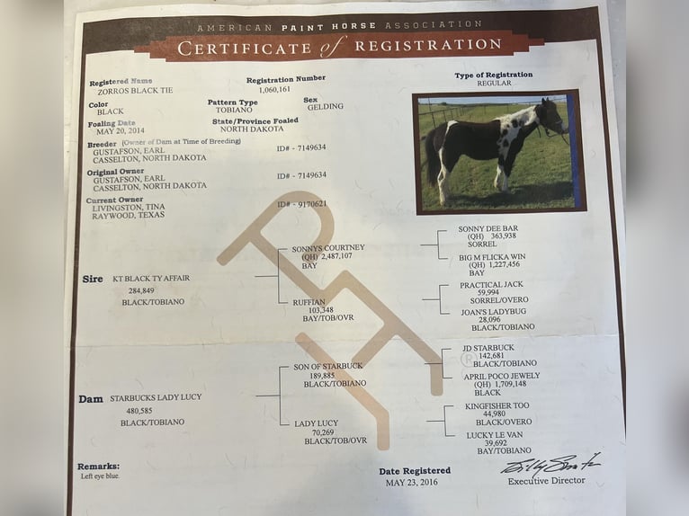 American Quarter Horse Gelding 11 years 14,2 hh Tobiano-all-colors in Lipton TX