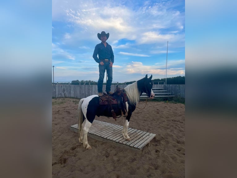 American Quarter Horse Gelding 11 years 14,2 hh Tobiano-all-colors in Hugo MN