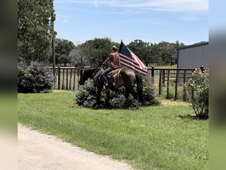 American Quarter Horse Gelding 11 years 14,2 hh Tobiano-all-colors in Lipan, TX