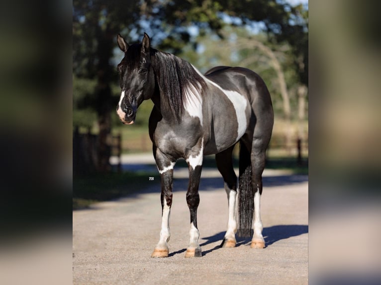 American Quarter Horse Gelding 11 years 14,2 hh Tobiano-all-colors in Lipan, TX