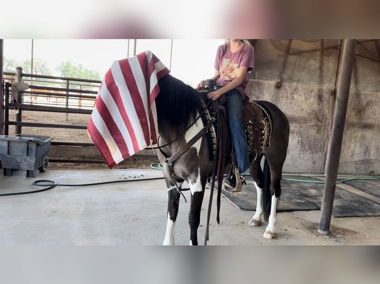 American Quarter Horse Gelding 11 years 14,2 hh Tobiano-all-colors in Lipan, TX