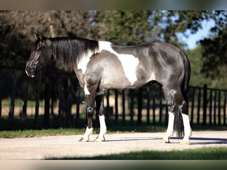 American Quarter Horse Gelding 11 years 14,2 hh Tobiano-all-colors in Lipan, TX