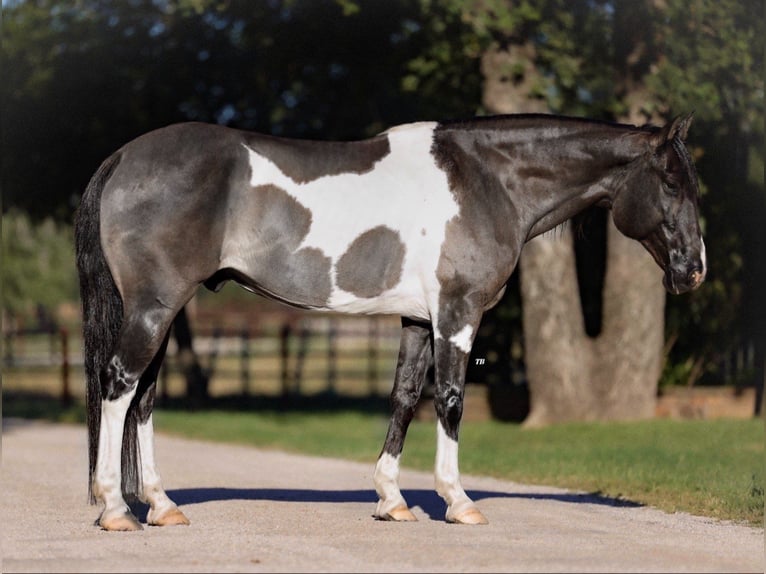 American Quarter Horse Gelding 11 years 14,2 hh Tobiano-all-colors in Lipan, TX