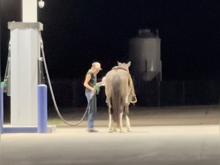 American Quarter Horse Gelding 11 years 14,2 hh Tobiano-all-colors in Lipan, TX