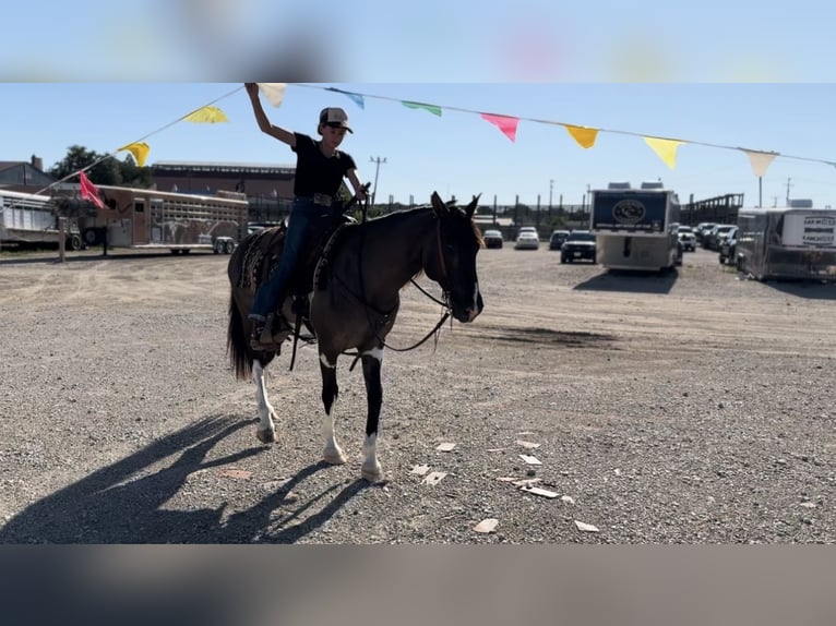 American Quarter Horse Gelding 11 years 14,2 hh Tobiano-all-colors in Lipan, TX