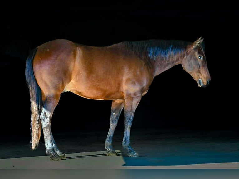 American Quarter Horse Gelding 11 years 14.3 hh Bay in Rebersburg