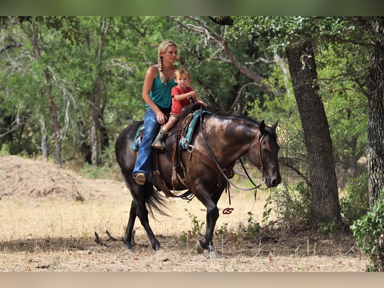 American Quarter Horse Gelding 11 years 14,3 hh Black in Jacksboro, TX
