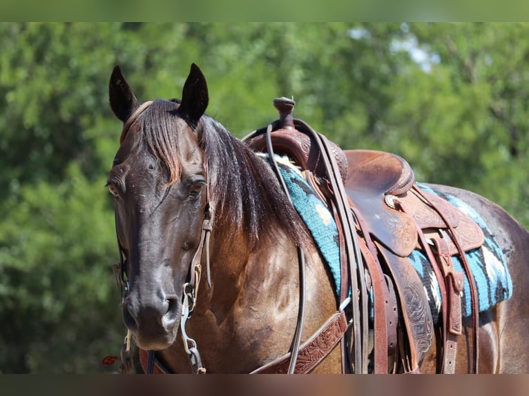 American Quarter Horse Gelding 11 years 14,3 hh Black in Jacksboro, TX