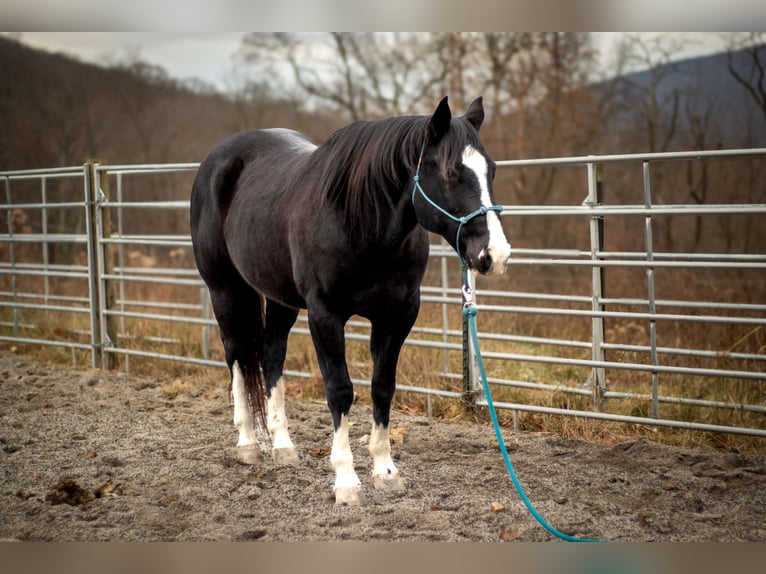 American Quarter Horse Gelding 11 years 14,3 hh Black in Clearville, PA