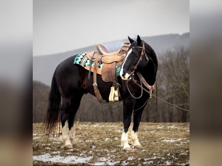 American Quarter Horse Gelding 11 years 14,3 hh Black in Clearville, PA