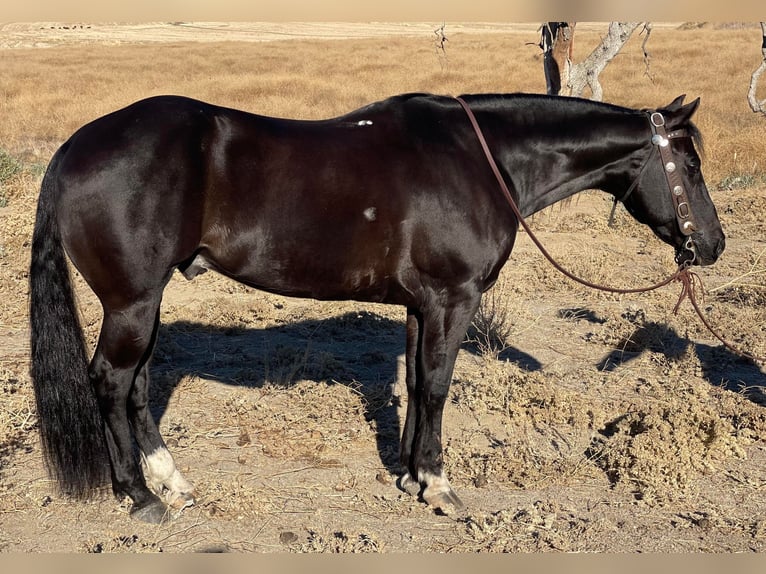 American Quarter Horse Gelding 11 years 14,3 hh Black in Paicines CA