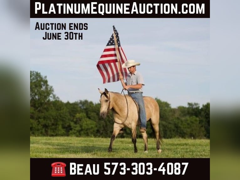 American Quarter Horse Gelding 11 years 14,3 hh Buckskin in CANYON, TX