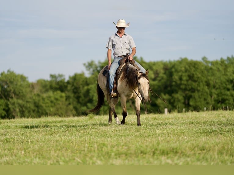 American Quarter Horse Gelding 11 years 14,3 hh Buckskin in CANYON, TX