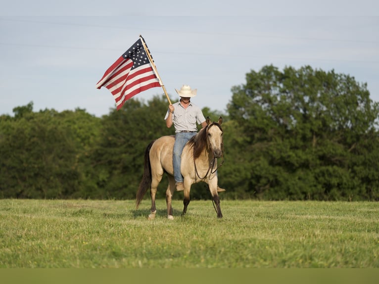 American Quarter Horse Gelding 11 years 14,3 hh Buckskin in CANYON, TX