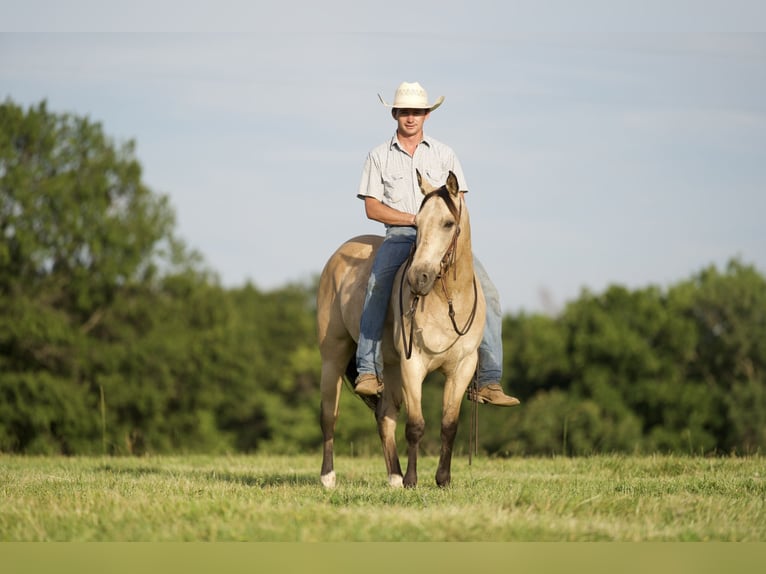 American Quarter Horse Gelding 11 years 14,3 hh Buckskin in CANYON, TX