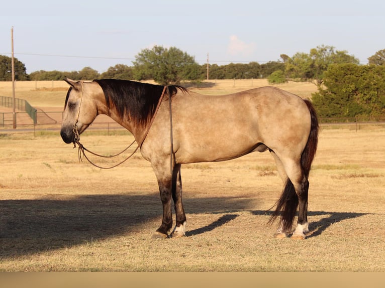 American Quarter Horse Gelding 11 years 14,3 hh Buckskin in Cleburne TX