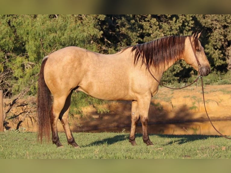 American Quarter Horse Gelding 11 years 14,3 hh Buckskin in Joshua, TX