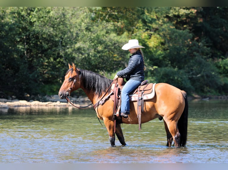 American Quarter Horse Gelding 11 years 14,3 hh Buckskin in Clarion