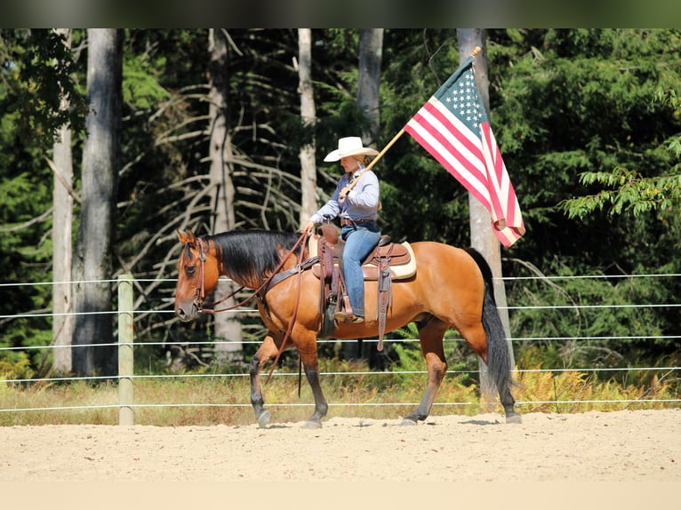 American Quarter Horse Gelding 11 years 14,3 hh Buckskin in Clarion