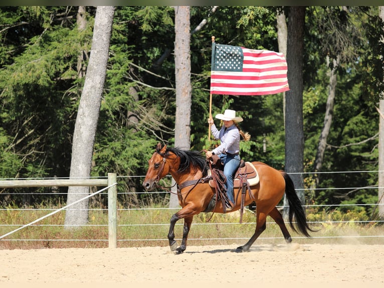 American Quarter Horse Gelding 11 years 14,3 hh Buckskin in Clarion