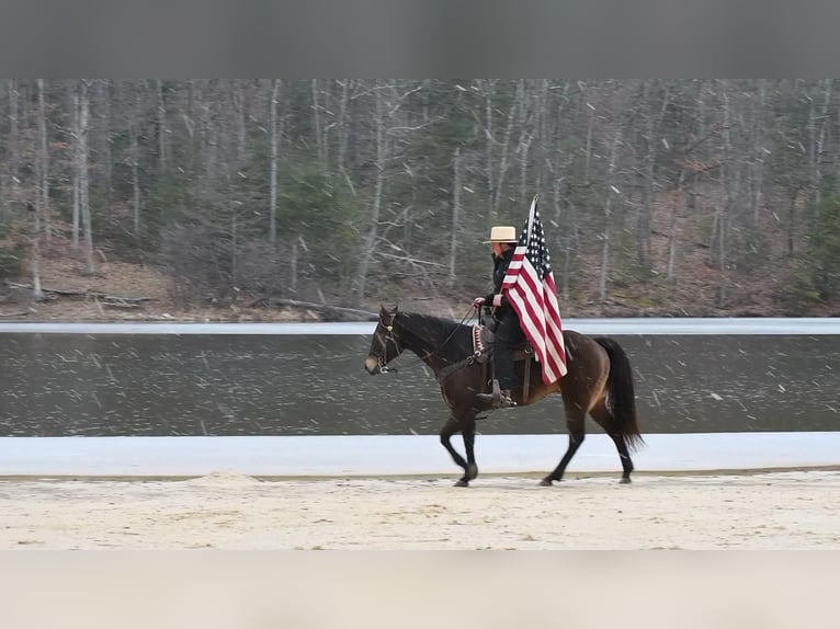 American Quarter Horse Gelding 11 years 14,3 hh Buckskin in Rebersburg, PA