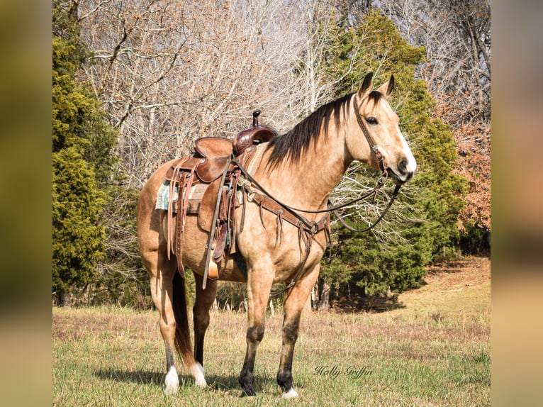 American Quarter Horse Gelding 11 years 14,3 hh Buckskin in Greenville Ky